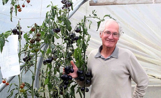 Black Tomatoes-3